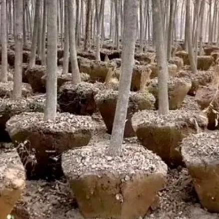 Innovation Takes Root: Mechanization Reshapes the Seedling Industry